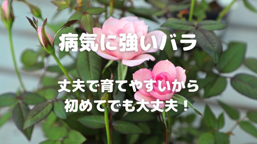 病気に強いバラ 丈夫で育てやすいから 初めてでも大丈夫！