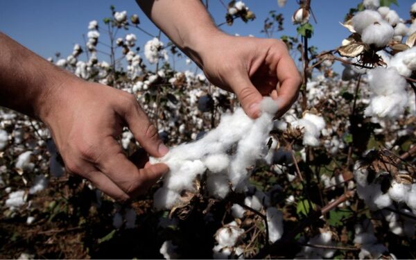 綿花の収穫