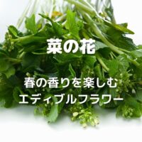 菜の花 春の香りを楽しむ エディブルフラワー