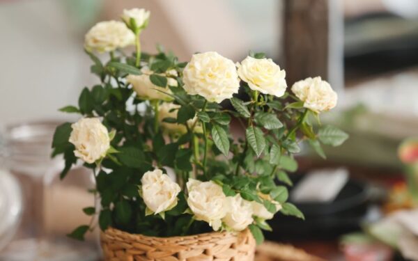 鉢植え白バラ