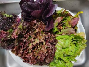紫小松菜、ルッコラ、カステルフランコ、サニーレタス