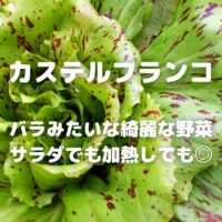 カステルフランコ バラみたいな綺麗な野菜 サラダでも加熱しても◎