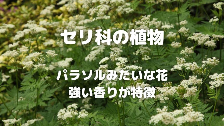 セリ科の植物 パラソルみたいな花 強い香りが特徴