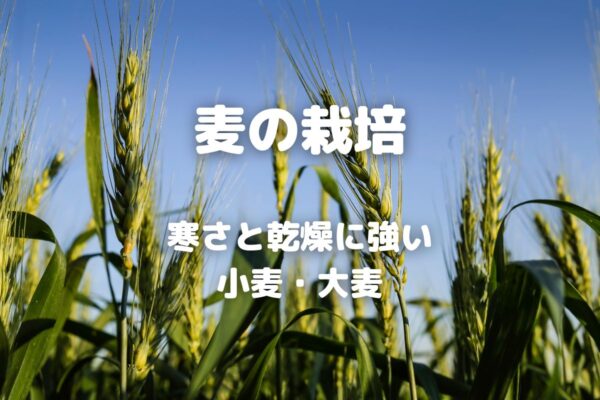 麦の栽培 寒さと乾燥に強い 小麦・大麦