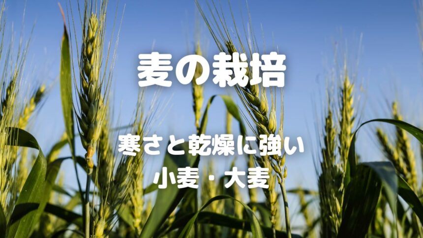 麦の栽培 寒さと乾燥に強い 小麦・大麦