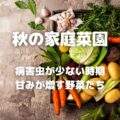 秋の家庭菜園 病害虫が少ない時期 甘みが増す野菜たち