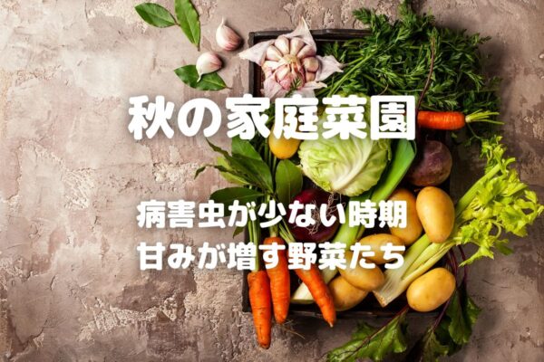 秋の家庭菜園 病害虫が少ない時期 甘みが増す野菜たち