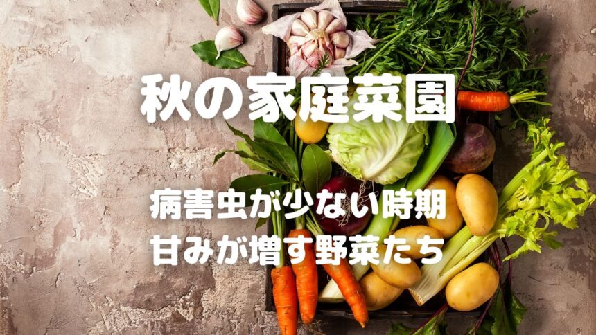 秋の家庭菜園 病害虫が少ない時期 甘みが増す野菜たち