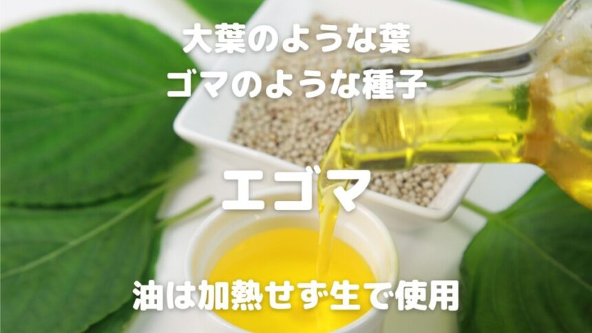 大葉のような葉 ゴマのような種子 エゴマ 油は加熱せず生で使用