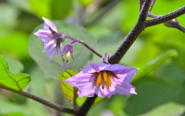 ナスの花