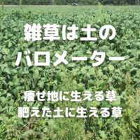 雑草は土の バロメーター 痩せ地に生える草 肥えた土に生える草