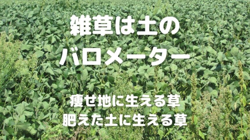 雑草は土の バロメーター 痩せ地に生える草 肥えた土に生える草