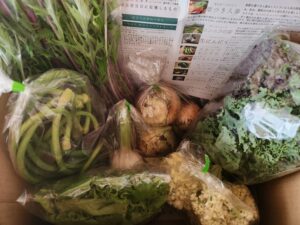 NO-RA 野菜セット