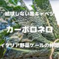 結球しない黒キャベツ カーボロネロ イタリア野菜ケールの仲間