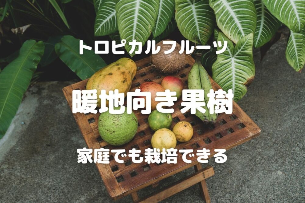 南国果樹】暑さに強い熱帯・亜熱帯果樹の栽培法 - 暮らしの手づくり