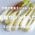 生食できるエシャレット 若採りラッキョウ エシャロットとは別物