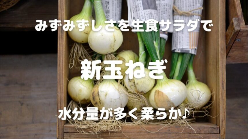 みずみずしさを生食サラダで 新玉ねぎ 水分量が多く柔らか♪