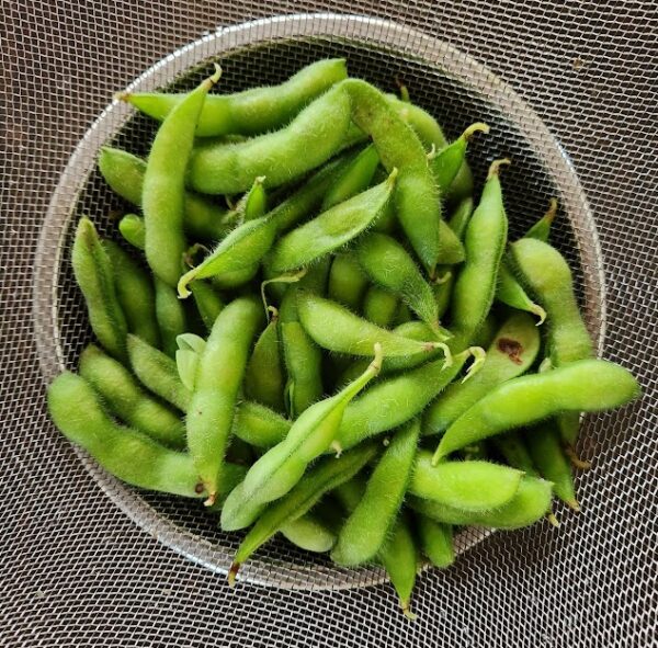 枝豆の蒸し茹で