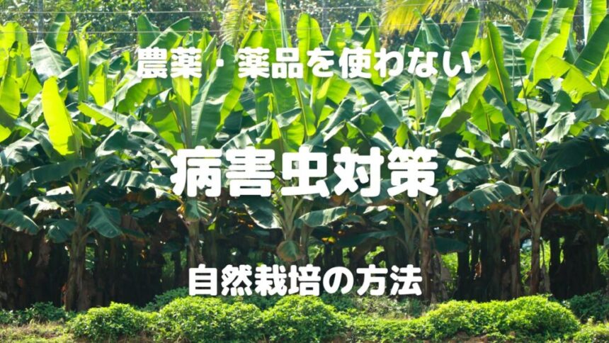 農薬・薬品を使わない 病害虫対策 自然栽培の方法