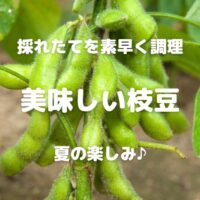 採れたてを素早く調理 美味しい枝豆 夏の楽しみ♪