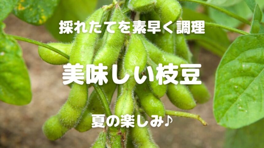 採れたてを素早く調理 美味しい枝豆 夏の楽しみ♪