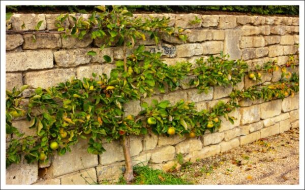 リンゴの壁仕立て