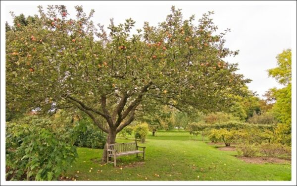 リンゴの木とベンチ