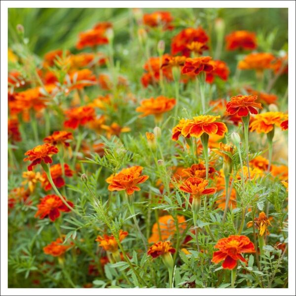 マリーゴールド