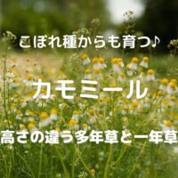 こぼれ種からも育つ♪ カモミール 高さの違う多年草と一年草