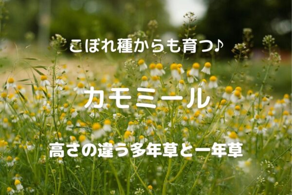こぼれ種からも育つ♪ カモミール 高さの違う多年草と一年草