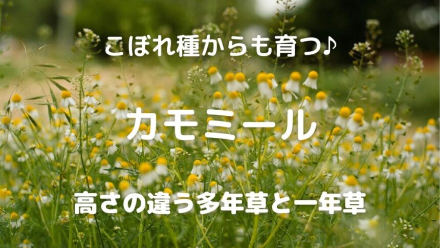 こぼれ種からも育つ♪ カモミール 高さの違う多年草と一年草