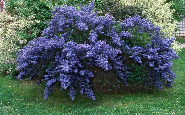 カリフォルニアライラック