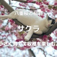 八重桜と桜桃 サクラ 小さく育てて収穫を楽しむ♪