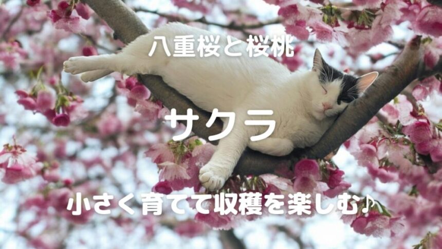 八重桜と桜桃 サクラ 小さく育てて収穫を楽しむ♪