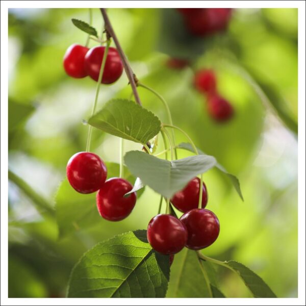 サクランボの実