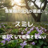 落葉樹の足元が最適♪ スミレ 涼しくして乾燥させない