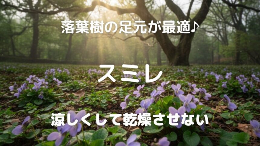 落葉樹の足元が最適♪ スミレ 涼しくして乾燥させない