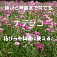 種から無農薬で育てる ナデシコ 花びらを料理に使える♪