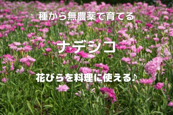 種から無農薬で育てる ナデシコ 花びらを料理に使える♪
