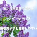 種から無農薬で育てる ライラック 種を冷やすと発芽しやすい
