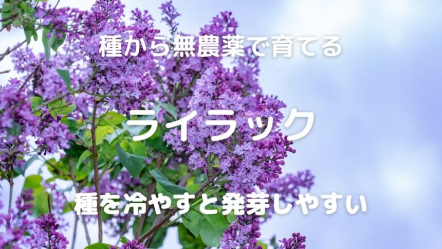 種から無農薬で育てる ライラック 種を冷やすと発芽しやすい