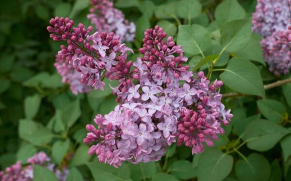 ライラックの花