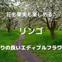 花も果実も楽しめる♪ リンゴ 香りの良いエディブルフラワー