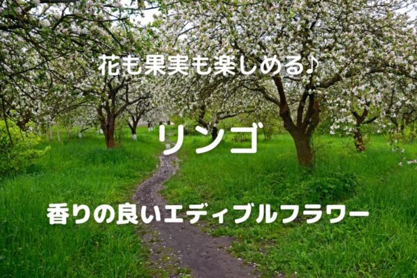 花も果実も楽しめる♪ リンゴ 香りの良いエディブルフラワー