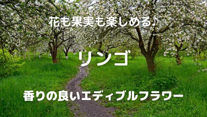 花も果実も楽しめる♪ リンゴ 香りの良いエディブルフラワー