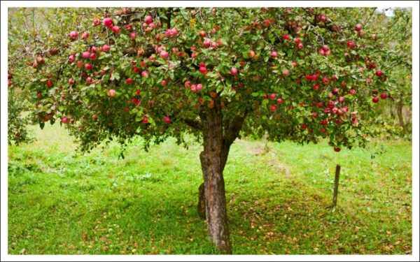 リンゴの木