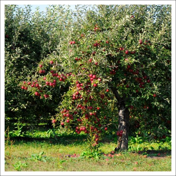 リンゴの木