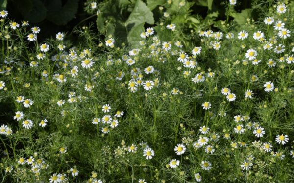 庭のカモミール