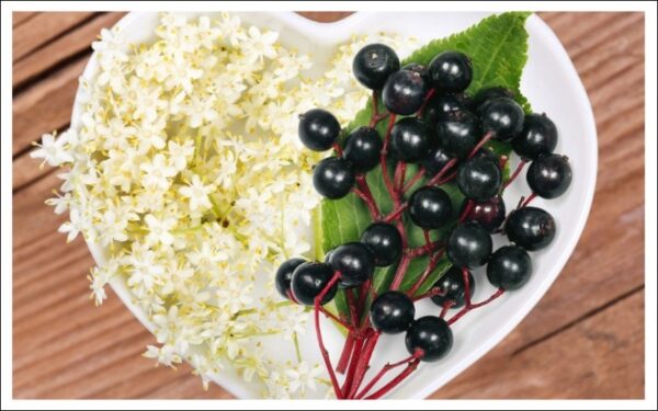 エルダーの花と実