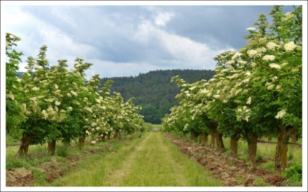 エルダーの植え場所